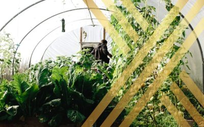 Seasonal Worker Visa UK